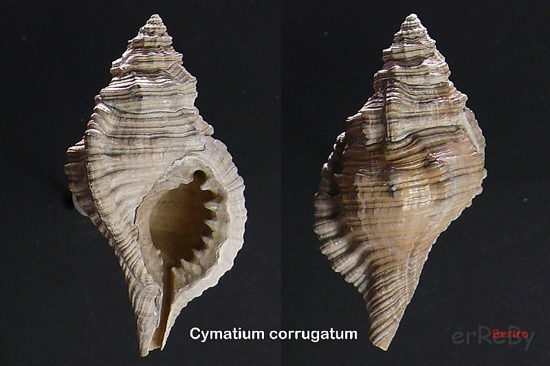 Cymatium corrugatum.jpg